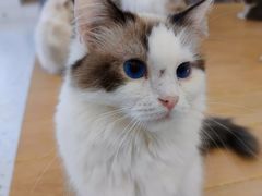 -猫域·湾主题猫咖·宠物吧(南坪城市广场店)