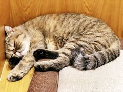 -滚猫咖啡·猫咖·猫友好撸猫(未来城店)