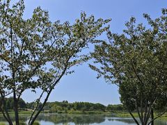 -贡湖湾湿地公园