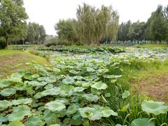 -东郊湿地公园