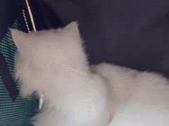 -瑞派康怡24h宠物医院·犬猫医疗中心·微创绝育(瑞景分院)