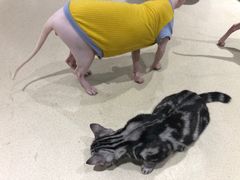 -藏猫猫咖啡主题馆(中央大道店)