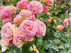 -人民公园(罗湖区)