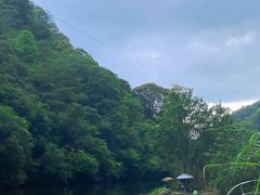 -雁南飞茶田景区