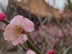 -雨花胜境