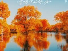 -金塔沙漠胡杨林景区