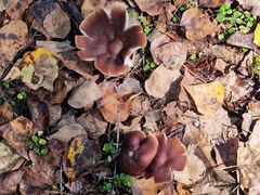 -峡谷浮石林景区