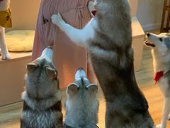 -Husky Go! 哈士奇体验馆·宠物咖啡厅狗咖