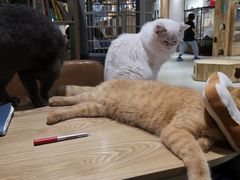 -藏猫猫咖啡主题馆(中央大道店)