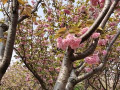 -高东镇樱花园