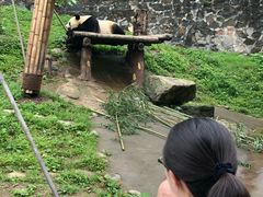 -都江堰中华大熊猫苑