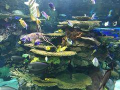 -瑞普利水族馆