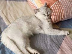 -东方名猫馆·英短金渐层布偶猫舍(环线广场1号楼店)