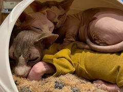 -猫小院猫主题咖啡厅(北锣店)