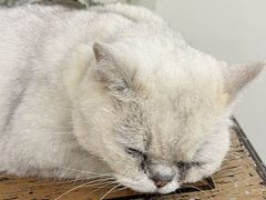 -共舞时光猫咖·狗咖(新街口店)