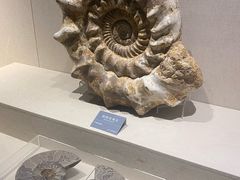 -安徽省地质博物馆