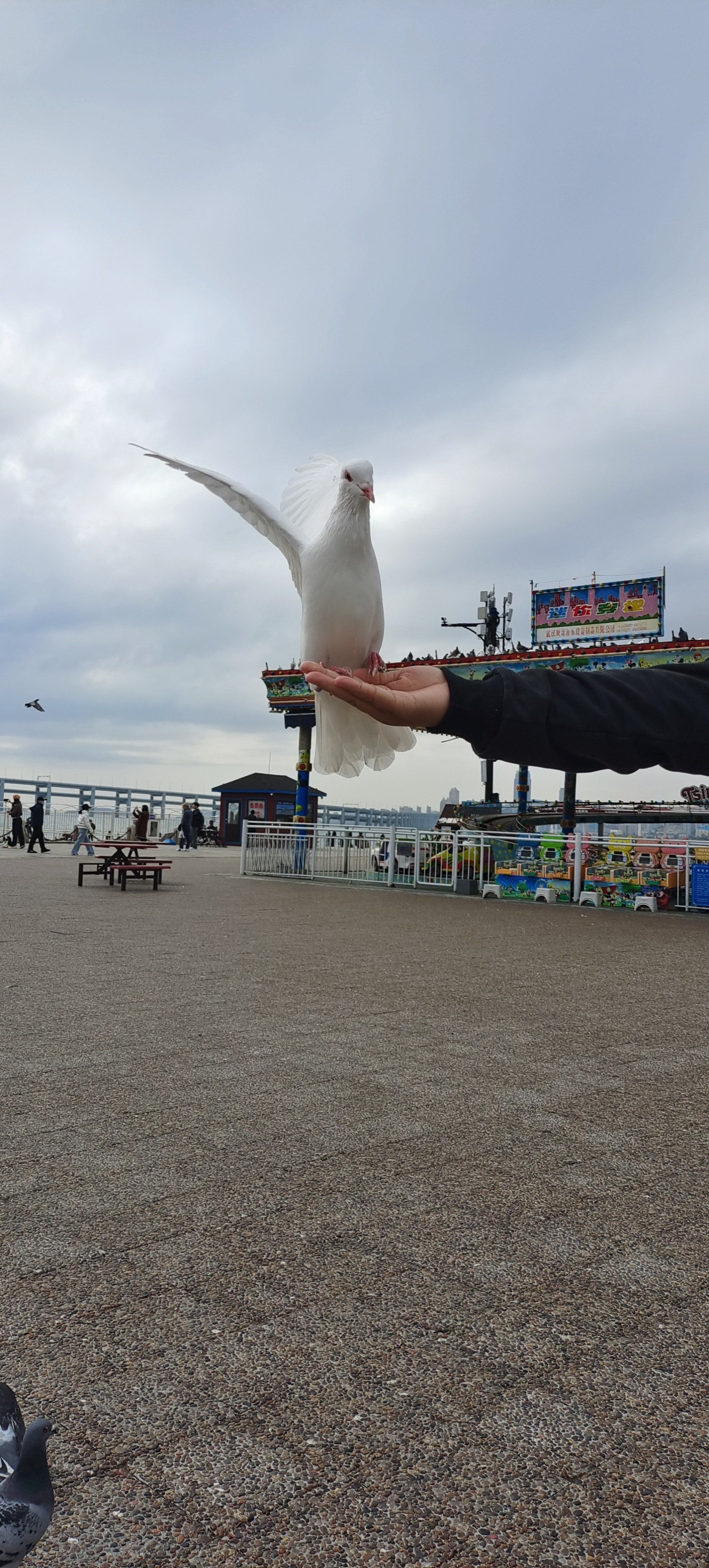 星海广场喂鸽子