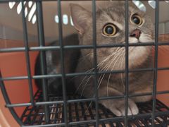 -纳吉亚猫专科动物医院·北北分院