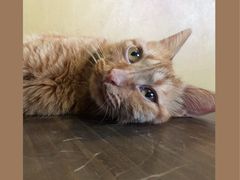 -猫猫幼稚园·撸猫·桌游·电玩