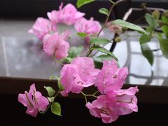 -王府茶楼茶宴·创意菜(朝阳公园店)
