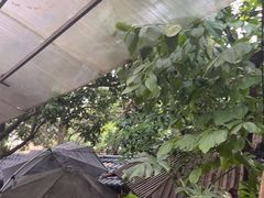 -铁炉农家菜馆