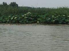 -微山湖红荷湿地景区