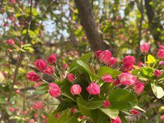 -海棠花溪(元大都城垣遗址公园)