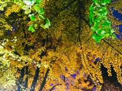 -四川大学(华西校区)