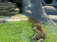 -大连森林动物园