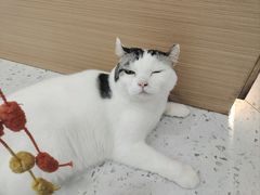 -喵园·猫主题咖啡厅·撸猫·猫咖(国贸店)