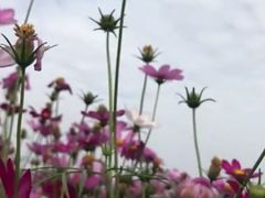 -武清南湖绿博园