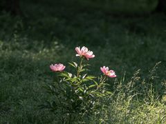 -黑河国家森林公园