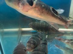 -农家小院(朱雀桥店)