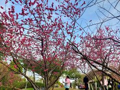 -金鸡山公园