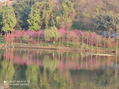-重庆彩云湖湿地公园