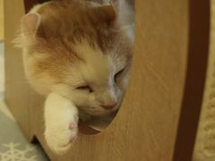 -猫和宫(六道口店)