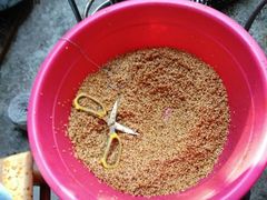 -金太粽(上海弄堂第一粽店)