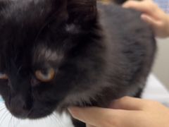 -瑞派宠物医院·犬猫全科·猫友好(宾水西道店)