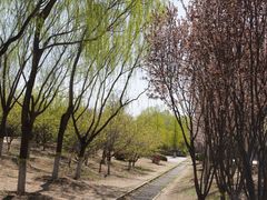 -永定河休闲森林公园