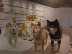 -柴务处·柴犬主题狗咖