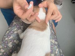 -谐和益家动物医院·免疫绝育·血液透析·宠保定点医院(高新伊藤分院)