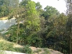 路面-火炉山森林公园