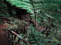 -海南热带雨林国家公园吊罗山景区