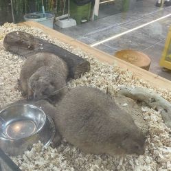 点击看大图 -神奇动物撸宠馆·羊驼·小浣熊·异宠(豫园店)