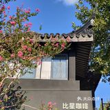 花树旁的咖啡厅