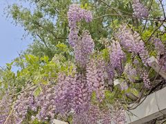-莲花池公园