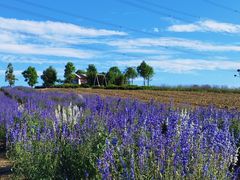 -紫颐香薰山谷景区