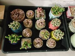 -中环花鸟鱼虫市场