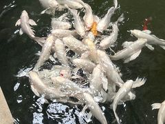 -南宫五洲植物乐园