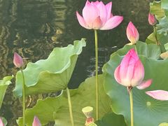 -莲花池公园